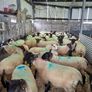 Hogget Ewes Image 7