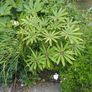 Large Schefflera taiwaniana tropical specimen Image 3