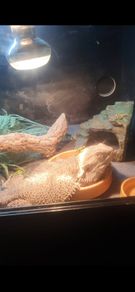 Bearded dragon and enclosure