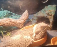 Bearded dragon and enclosure