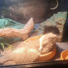 Bearded dragon and enclosure