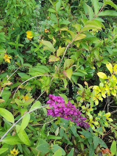 Portugeuse Laurel Hedging