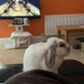 Mini Lop Image 3