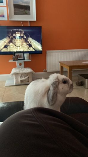 Mini Lop