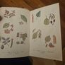 The Observer's Book Of Trees. Minature 1968 Hardback In Good Condition.  See Photos For Same. Image 9