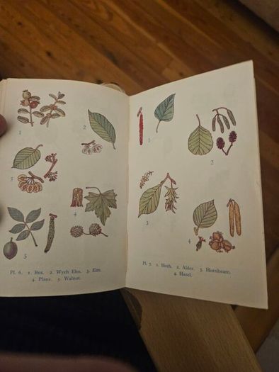 The Observer's Book Of Trees. Minature 1968 Hardback In Good Condition.  See Photos For Same.