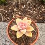plant Image 3