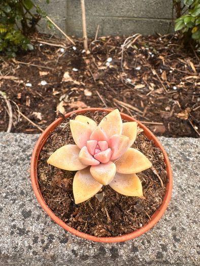 plant