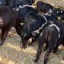 Aberdeen Angus Bulls Image 7