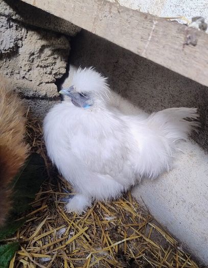 Slikie Rooster
