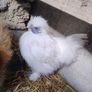 Slikie Rooster Image 2