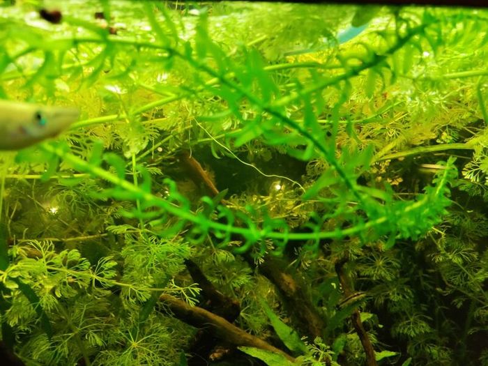 aquarium plants