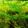 aquarium plants Image 9