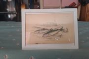 Antique fish prints 1840