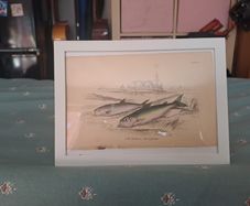 Antique fish prints 1840