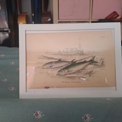 Antique fish prints 1840