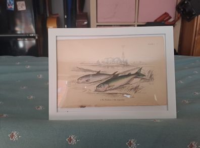 Antique fish prints 1840