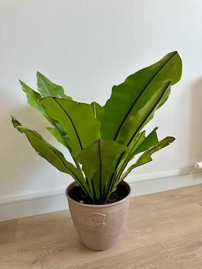 plants and pots