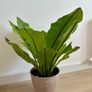 plants Image 6