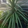 plant Image 3