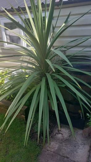 plant