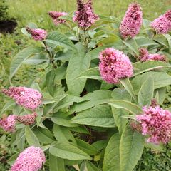 Buddleja