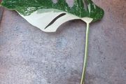 Monstera Albo Fresh cut