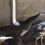 peafowl hatching eggs Image 3