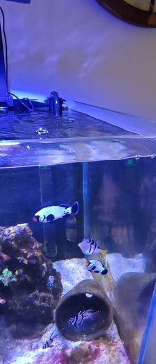 marine livestock