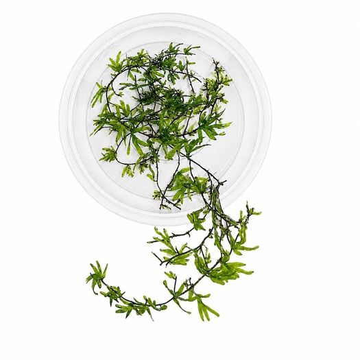 Crepidomanes sp. Malabaricum (mini fern) - 10cm
