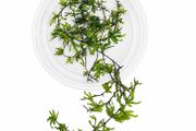 Crepidomanes sp. Malabaricum (mini fern) - 10cm