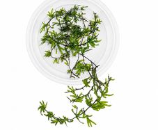 Crepidomanes sp. Malabaricum (mini fern) - 10cm