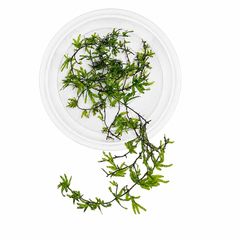 Crepidomanes sp. Malabaricum (mini fern) - 10cm