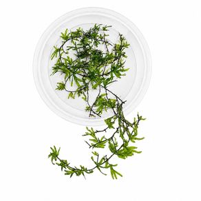 Crepidomanes sp. Malabaricum (mini fern) - 10cm