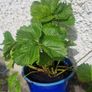 strawberries Image 2