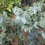 Eucalyptus Gunnii Image 6