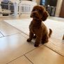 Puppy Playpen Image 2
