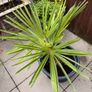 Palm tree for the garden or terrace Image 2