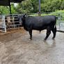 Angus bulls westmeath dairy beef eligible Image 5