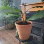 Fiddle leaf fig Image 2