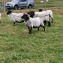 Organic Sheep Image 6