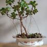 Aeonium haworthii Kiwi'  bonsai succulent tree in the vintage  ceramic bowl Image 2