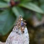 Antique Sapphire, Ruby, Emerald & Pearl Ring circa 1860 Image 6