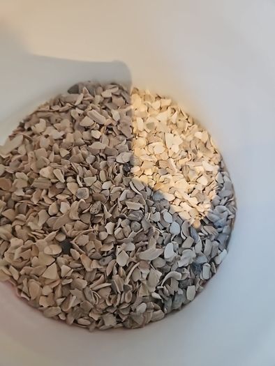 Oyster shell pieces for poultry