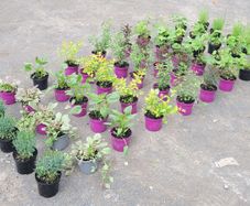 clearence of 50 flowering shrubs/plants.