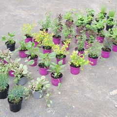 clearence of 50 flowering shrubs/plants.