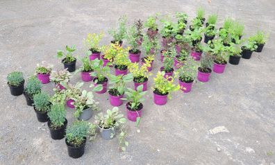 clearence of 50 flowering shrubs/plants.