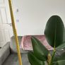 Indoor House Plant Image 7