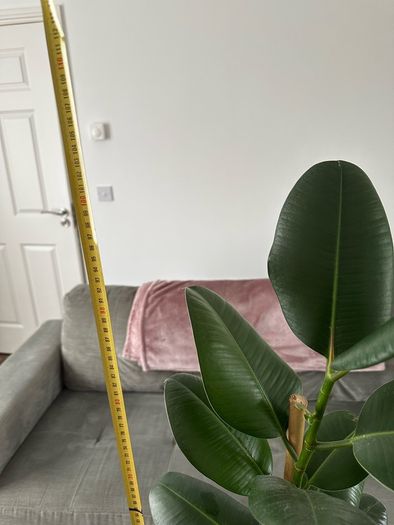 Indoor House Plant