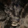 100% shearling fur coat Image 4
